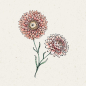 Preview: Jora Dahl - Strohblume Helichrysum bracteatum, Salmon Rose