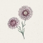Mobile Preview: Jora Dahl - Strohblume Helichrysum bracteatum, Silvery Rose