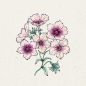 Preview: Jora Dahl - Sommer Phlox Cherry Caramel, Phlox Drummondii