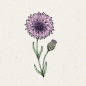 Mobile Preview: Jora Dahl Centaurea Cyanus ‚Classic Magic‘ (Kornblume)