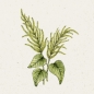 Mobile Preview: Jora Dahl - Fuchsschwanz, Amaranthus caudatus Green Cascade