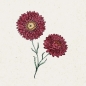 Preview: Jora Dahl - Strohblume Helichrysum bracteatum, Scarlet