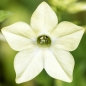Preview: Jora Dahl - Ziertabak, Nicotiana alata - Lime green