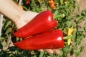 Mobile Preview: Culinaris Paprika roter Augsburger (der Süsse) Samen