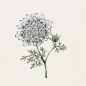 Preview: Jora Dahl Orlaya Grandiflora ‚White Lace‘ (Strahldolde)