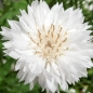 Mobile Preview: Jora Dahl Centaurea cyanus ‘White Ball’ (Kornblume)