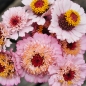 Preview: Jora Dahl - Zinnie elegans "Zinderella Lilac"
