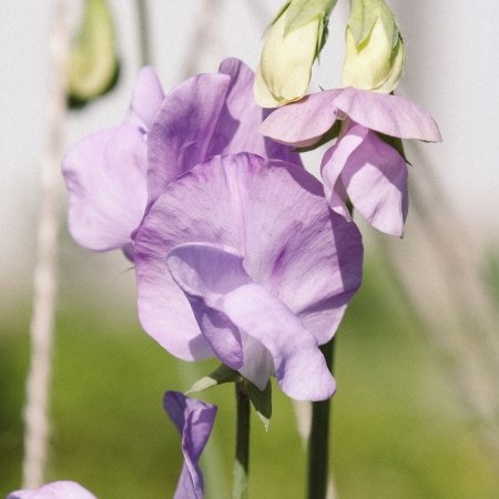 Jora Dahl Lathyrus Odortatus’Elegance Lavender‘ (Duftwicke)
