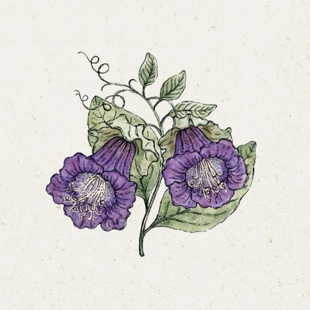 Jora Dahl Cobaea Scandens Violet (Glockenrebe)