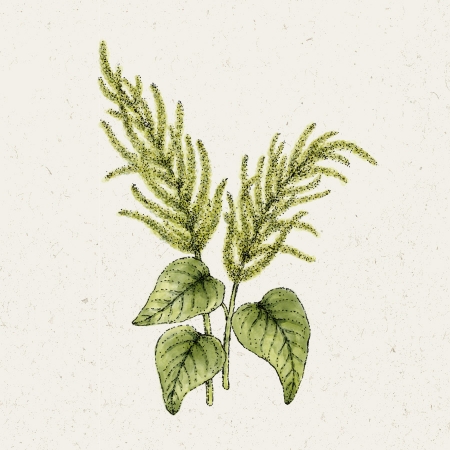 Jora Dahl - Fuchsschwanz, Amaranthus caudatus Green Cascade