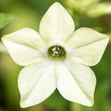 Jora Dahl - Ziertabak, Nicotiana alata - Lime green