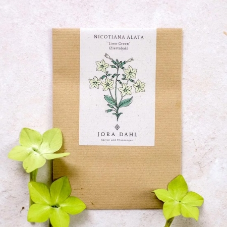 Jora Dahl - Ziertabak, Nicotiana alata - Lime green