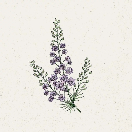 Jora Dahl Delphinium Consolida ‚Misty Lavender‘ (Rittersporn)