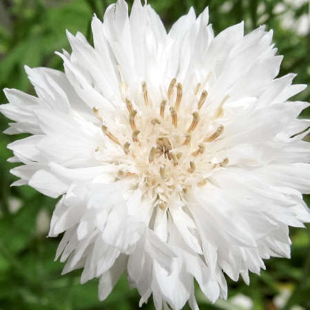 Jora Dahl Centaurea cyanus ‘White Ball’ (Kornblume)