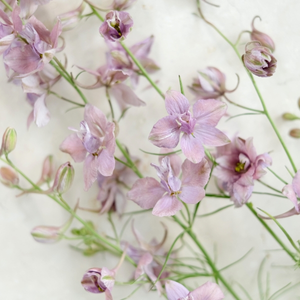 Jora Dahl Delphinium Consolida ‚Misty Lavender‘ (Rittersporn)