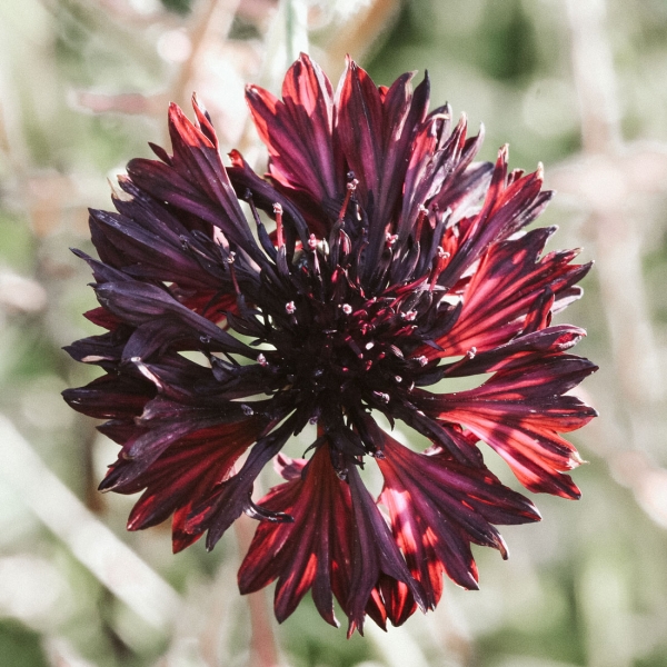 Jora Dahl Centaurea Cyanus ‚Black Ball‘ (Kornblume)
