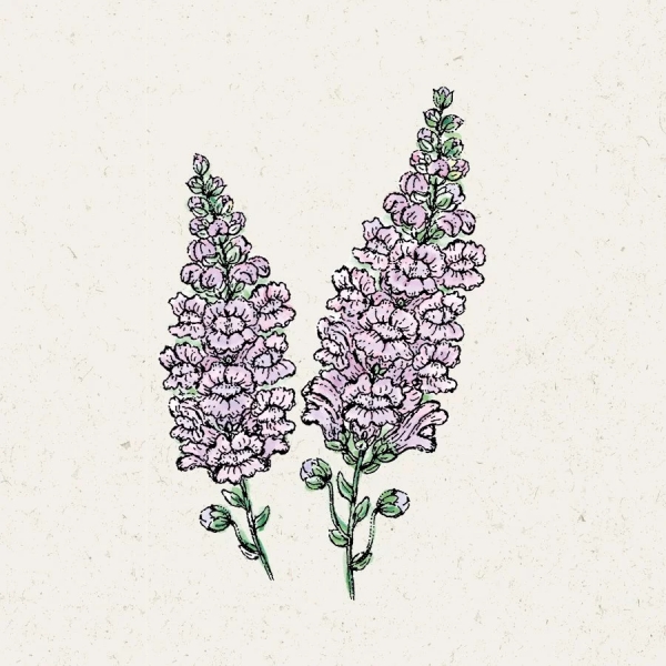 Jora Dahl Antirrhinum Majus ‚Summer Lavender‘ (Löwenmäulchen)