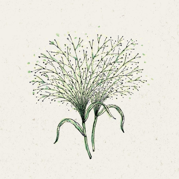 Jora Dahl - Rutenhirse, Panicum virgatum Fontaine