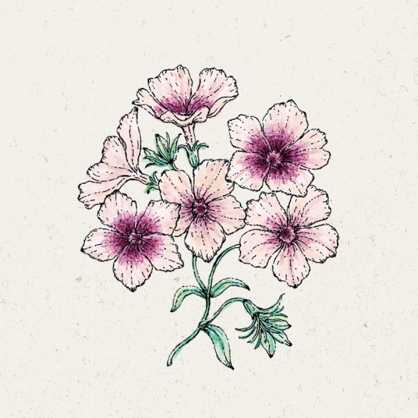 Jora Dahl - Sommer Phlox Cherry Caramel, Phlox Drummondii