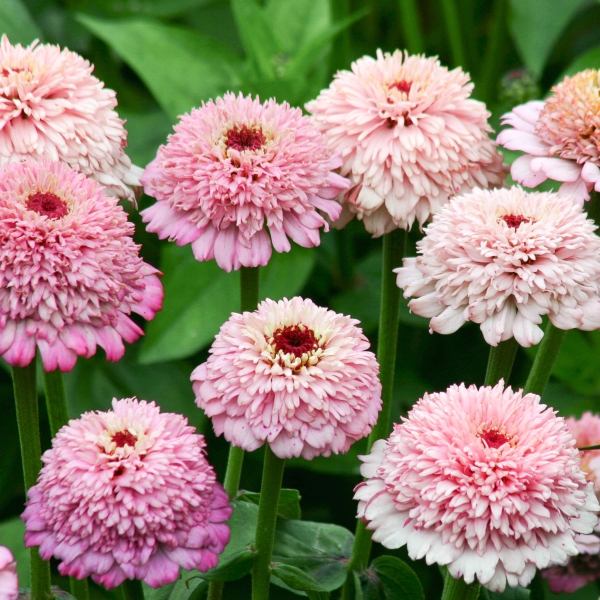 Jora Dahl - Zinnie elegans "Zinderella Lilac"