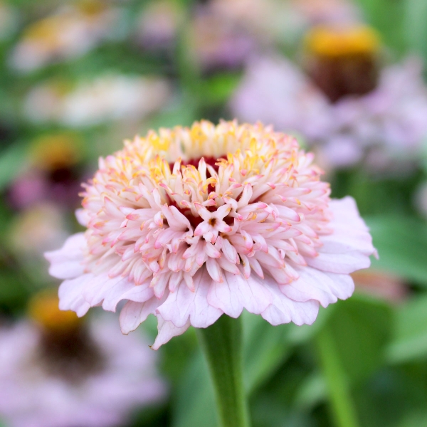 Jora Dahl - Zinnie elegans "Zinderella Lilac"