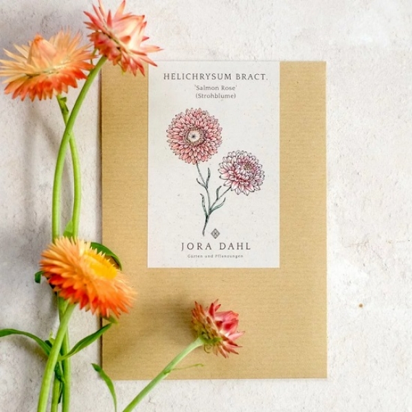 Jora Dahl - Strohblume Helichrysum bracteatum, Salmon Rose