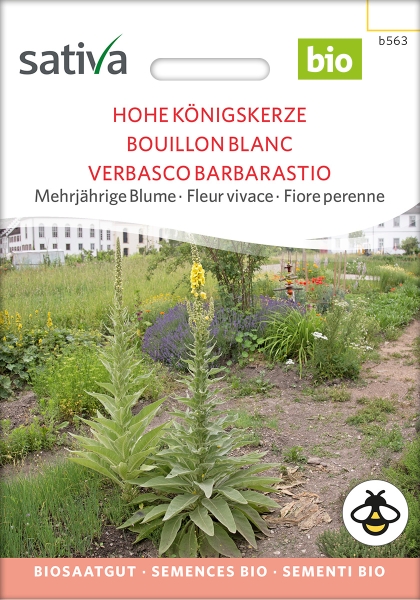 Hohe Königskerze - Verbascum phlomoides, demeter