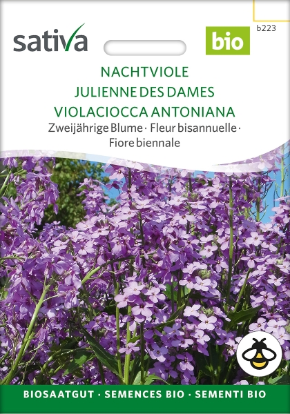 Nachtviole - Hesperis matronalis, demeter