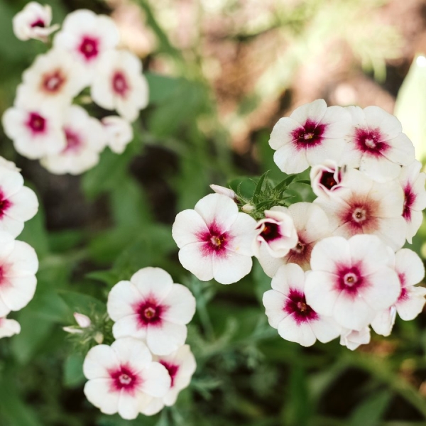 Jora Dahl - Sommer Phlox Cherry Caramel, Phlox Drummondii